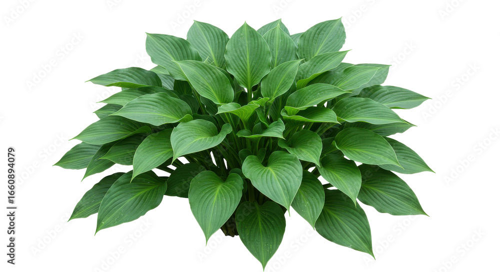 Fototapeta premium Lush green hosta plant with broad leaves thriving isolated on white background