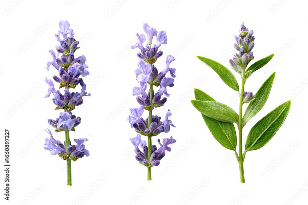 Fototapeta premium Three lavender sprigs, isolated