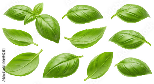 Fresh green basil leaves scattered naturally isolated on white background