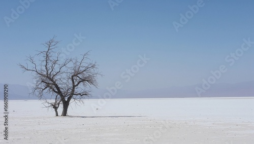 Wallpaper Mural A lone tree stands on a vast white salt flat landscape Torontodigital.ca
