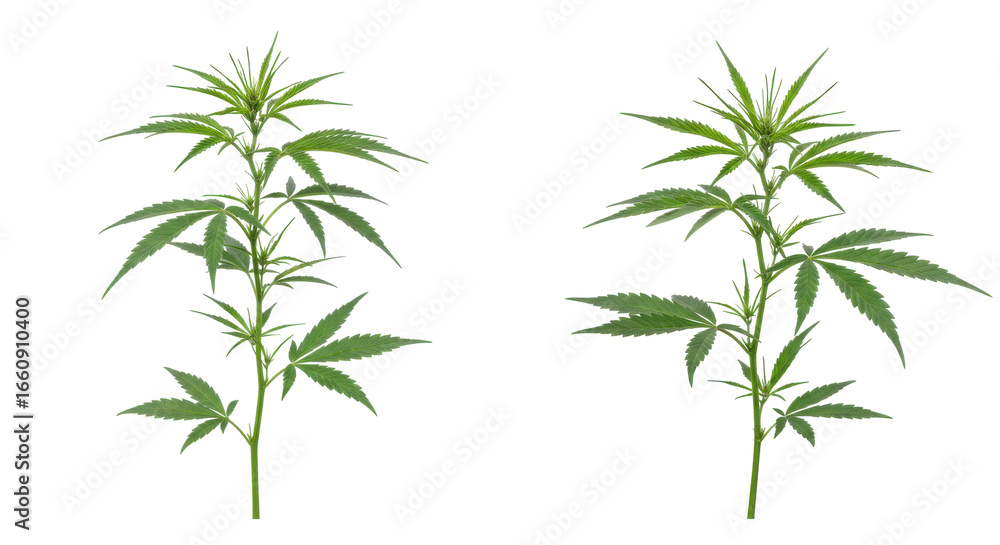 Obraz premium Two healthy cannabis plants isolated on white background growing side by side showcasing vibrant green leaves in a natural setting