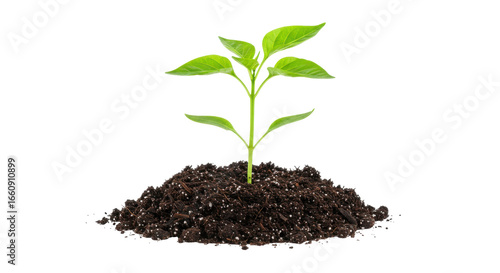 Wallpaper Mural Green plant sprouting from rich soil isolated on white background symbolizing growth and renewal in nature Torontodigital.ca