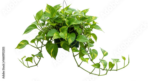 Lush green pothos plant cascading elegantly from a hanging pot isolated on white background