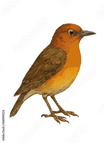 Geokichla citrina (Anis merah)