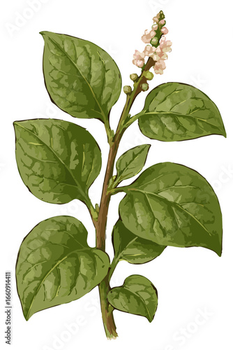 Basella alba (binahong).ai