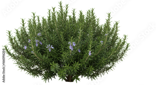 Rosemary bush purple flowers isolated on transparent background vibrant herbal plant decorative