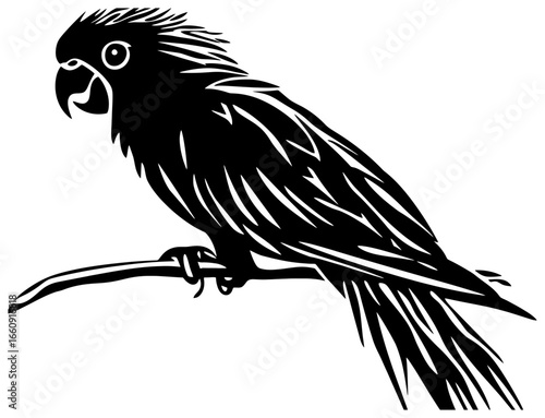 Silhouette of cockatoo bird 