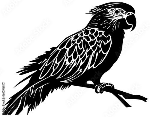 Silhouette of cockatoo bird 