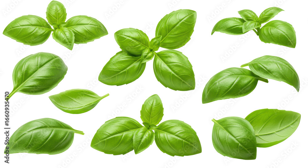 Fresh green basil leaves arranged isolated on white background