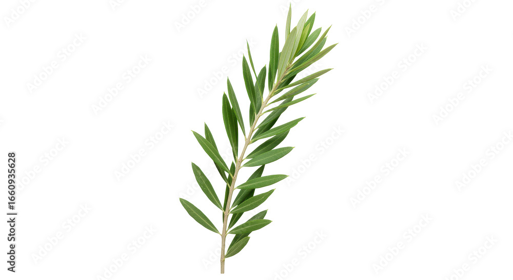 Obraz premium A vibrant green palm leaf isolated on white background perfect for nature-themed designs