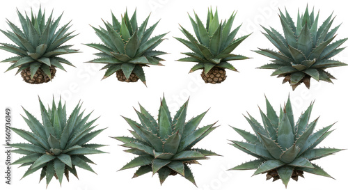 Multiple views of a healthy agave plant isolated on white background showcasing its vibrant green leaves and symmetry
