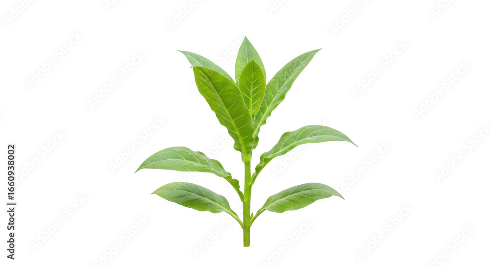 Fototapeta premium Fresh green tea leaves showcasing vibrant color and natural beauty isolated on white background