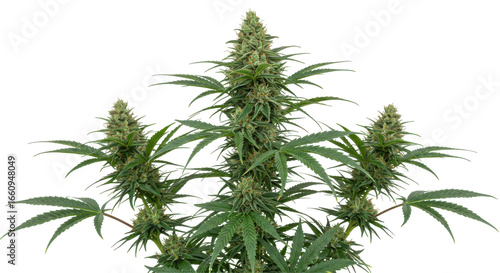 Lush cannabis plant with dense green buds isolated on white background natural wellness theme