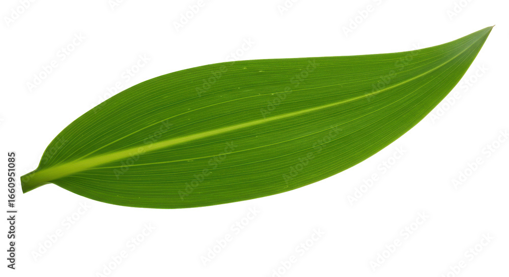 Obraz premium Vibrant green leaf isolated on white background showcasing natural beauty