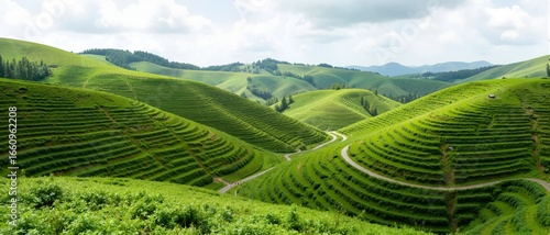 green tea plantation in thailand