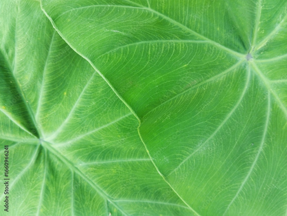 Obraz premium Close up taro leaf surface texure background, Beautiful details of nature 