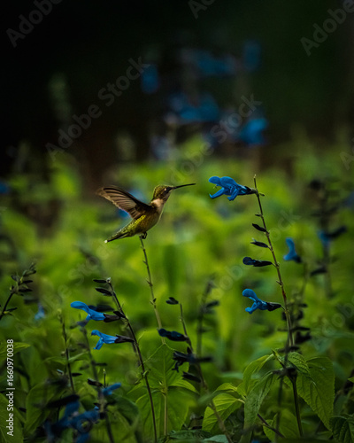 Canvas Print close-up photograph of a hummingbird interacting with flowers, capturing its delicate beauty and rapid wing movement