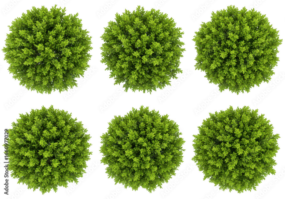 Fototapeta premium Six green bushes isolated on transparent background