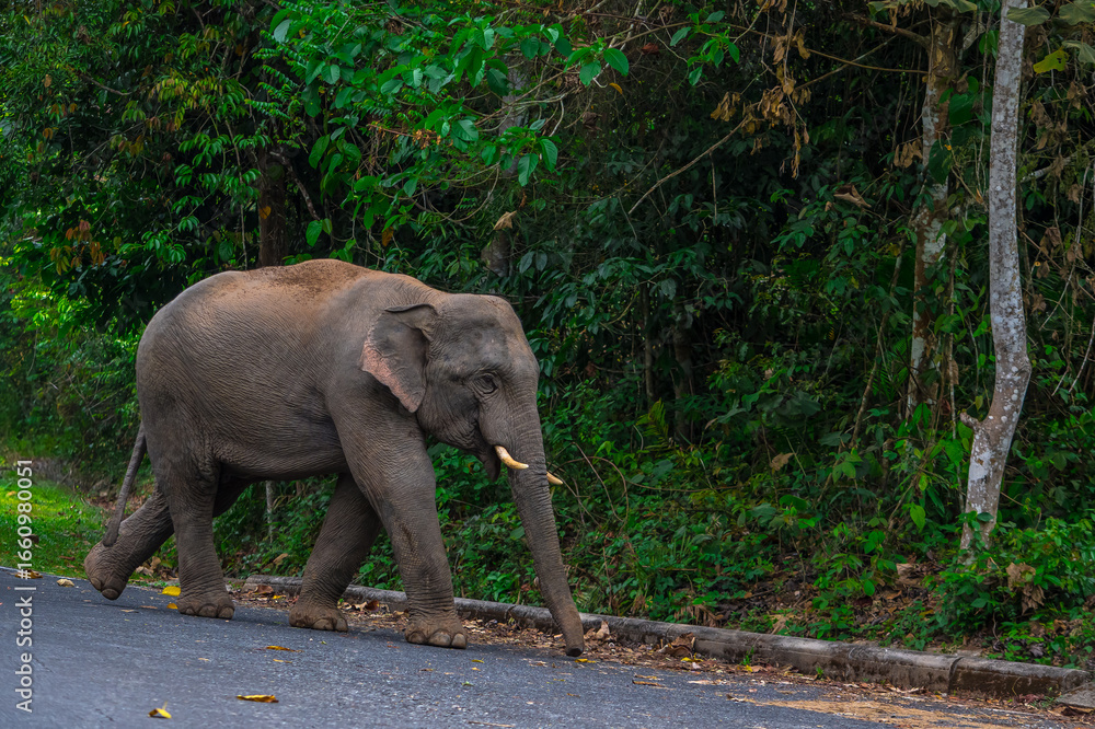 Obraz premium Elephants are large mammals and are the largest land animals. Wild elephants eat plants. They are big, have a small head, big legs, and have a trunk that reaches to the ground. That trunk is the nose.