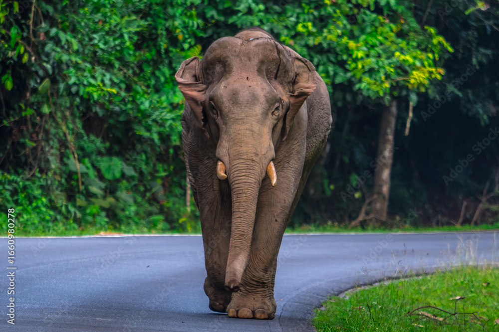 Fototapeta premium Elephants are large mammals and are the largest land animals. Wild elephants eat plants. They are big, have a small head, big legs, and have a trunk that reaches to the ground. That trunk is the nose.