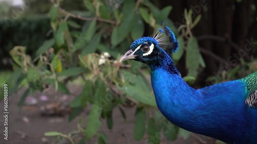 Wallpaper Mural Close-up video of peacock with vibrant feathers, detailed plumage, and majestic display, capturing beauty, elegance, and natural wildlife charm. Torontodigital.ca