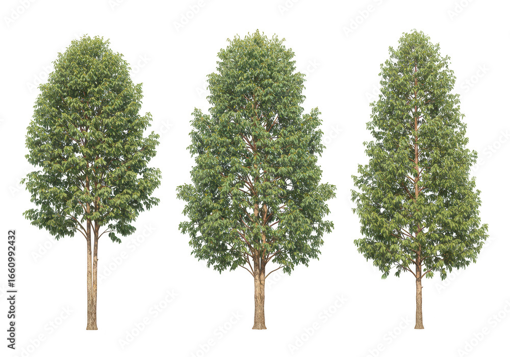 Fototapeta premium Three green trees isolated on transparent background
