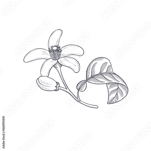 vector vintage drawing orange blossoms, neroli flower with leaf isolated at white background