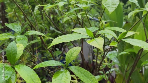 Wallpaper Mural close-up captures a moment of refreshing rainfall on vibrant green foliage, water droplets cling to the surface and edges of broad, waxy leaves, with some visibly heavier drops poised to fall Torontodigital.ca
