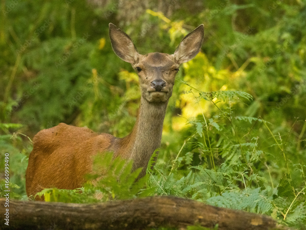 Fototapeta premium Biche, reine des forêts