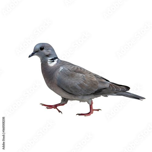 Common Wood Pigeon: Avian Photography, Bird Species, Wildlife, Nature, Columba Palumbus