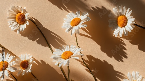 Daisies with shadows on a light beige background