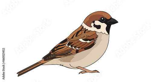 Illustrated House Sparrow Depiction Showcasing Feather Detail and Subtle Coloring Accurately, Perfect for Nature Artwork