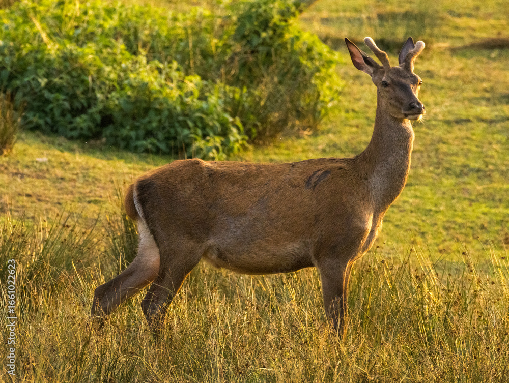 Fototapeta premium jeune cerf