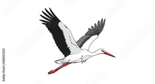 Animated stork in flight with wings spread against a white background for educational use or children's illustration projects