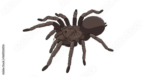 Detailed illustration of a tarantula, showcasing its hairy body and eight legs against a plain backdrop, perfect for educational or artistic purposes