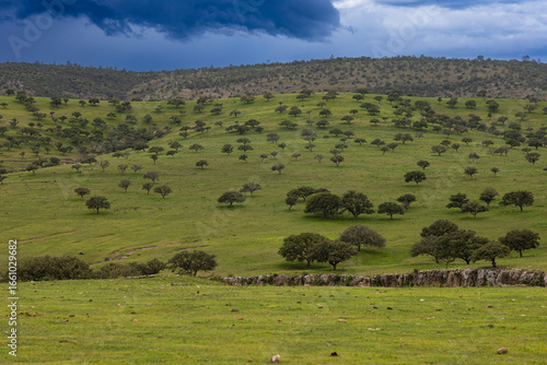 Bosque de encinos en Gomelia