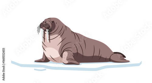 Illustrated walrus resting on ice, showcasing its iconic tusks and whiskered muzzle with a cartoonish aesthetic on a clean white background