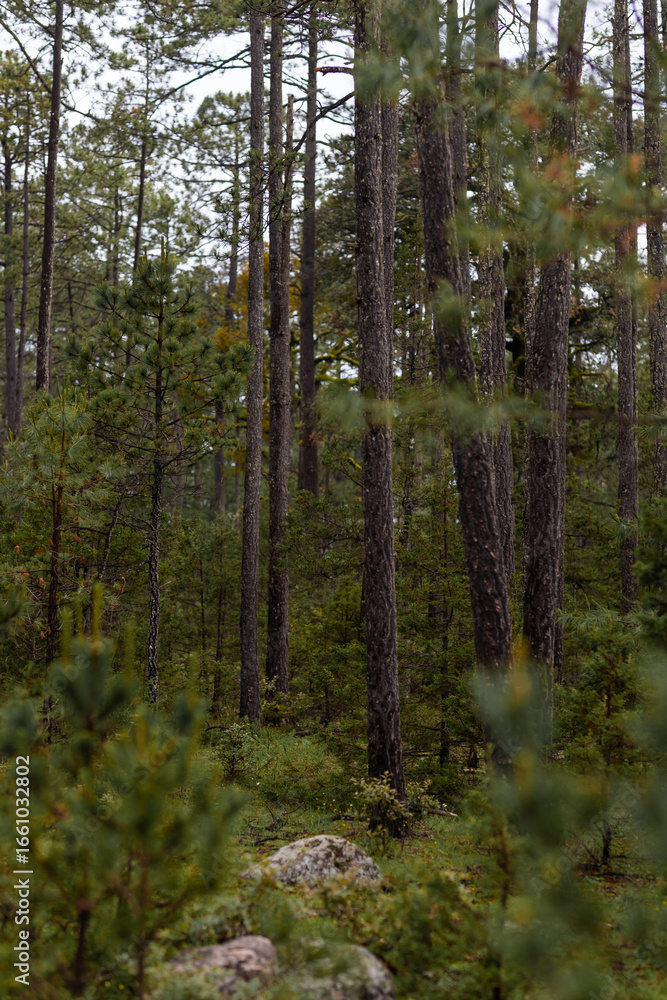 Fototapeta premium Bosque de Pinos