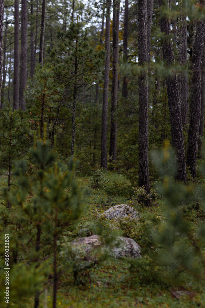 Obraz premium Bosque de Pinos