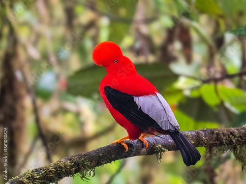 Andean Cock-of-the-Rock Perched on Branch