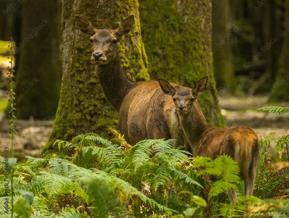 Fototapeta premium Biche, reine des forêts