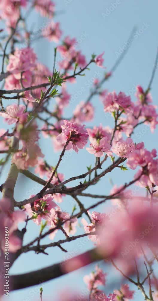 Spring birds playing on branches and eating flowers Spring birds playing on branches and eating flowers