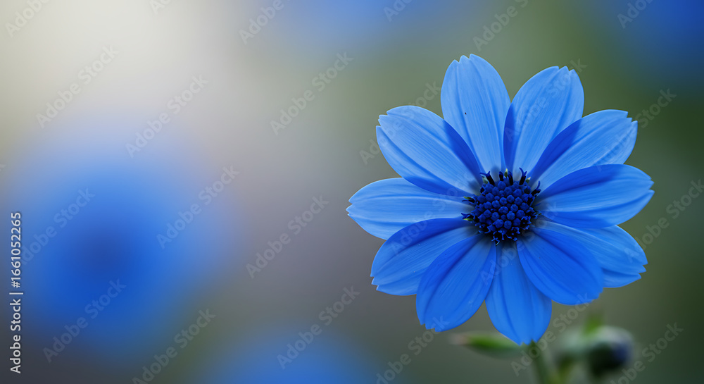 Fototapeta premium A vibrant blue flower with detailed petals and a soft focus background.