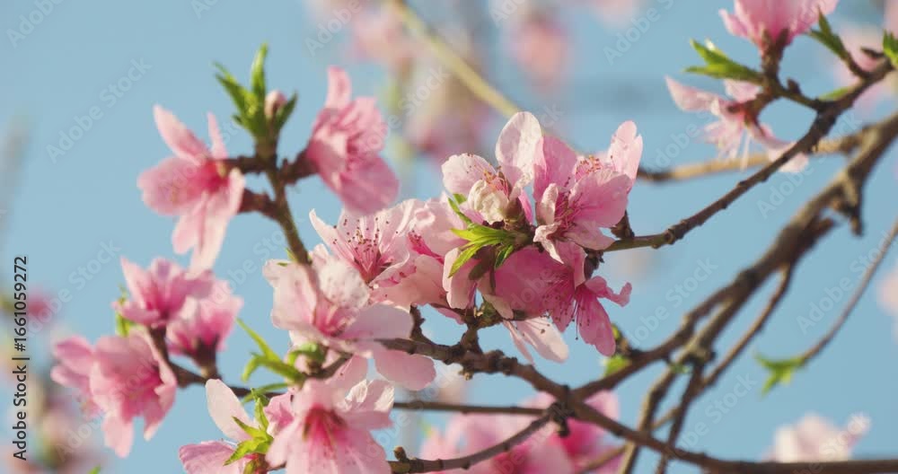 Spring birds playing on branches and eating flowers Spring birds playing on branches and eating flowers