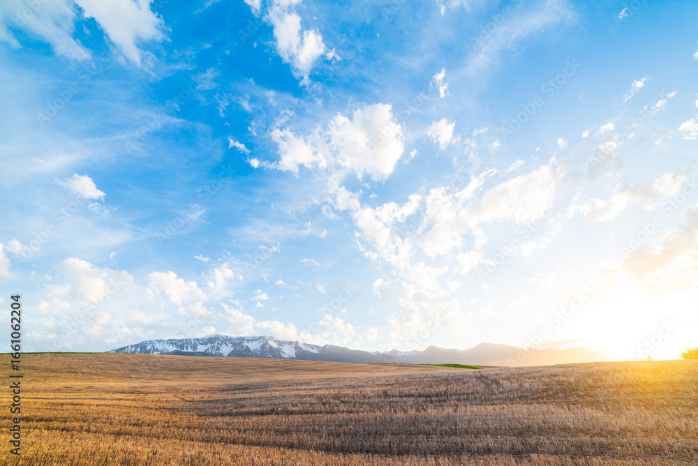 Fototapeta premium Gorgeous Sunset Over Wheat Field
