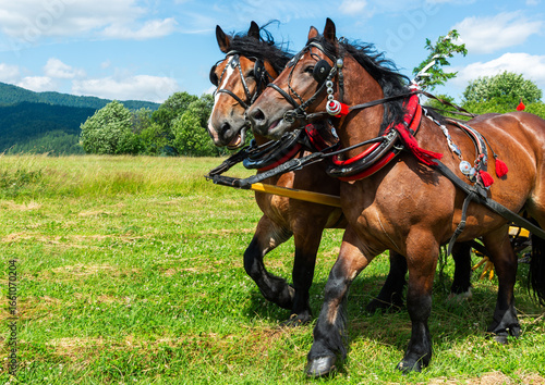 Obraz na plátne Two powerful brown draft horses with black manes in traditional harness adorned with red and silver details, moving energetically across a green meadow under a bright blue summer sky
