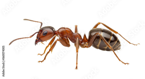 Isolated Ant