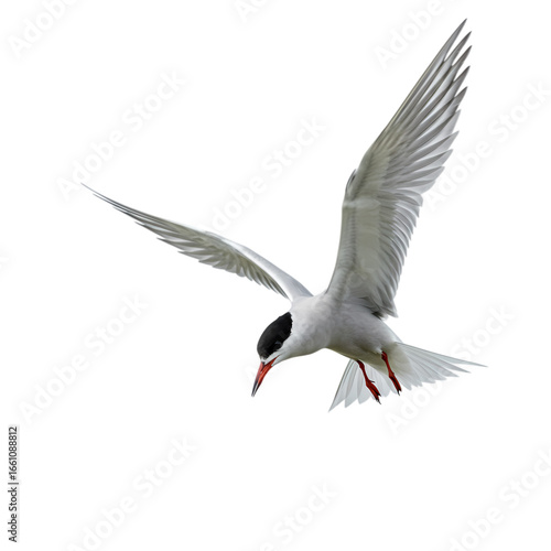 Common Tern in Flight: Stunning Bird Photography