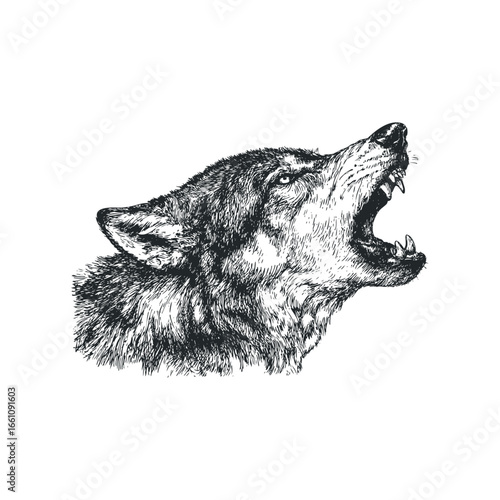 Detailed sketch of a wolf howling with bared teeth and intense eyes