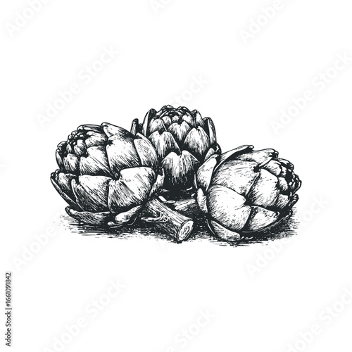 Group of Artichokes with Stems in a Detailed Ink Drawing
